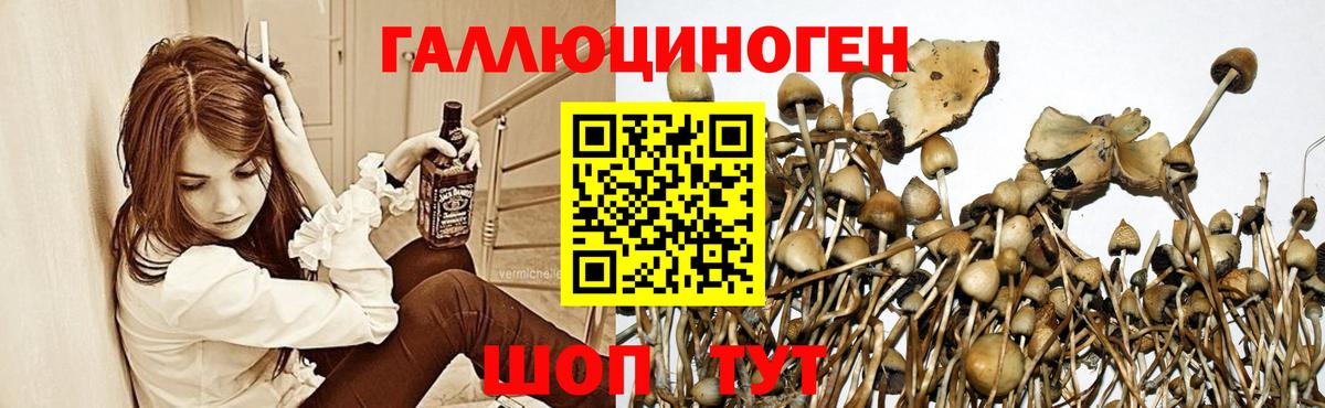 Псилоцибиновые грибы Psilocybine cubensis Среднеуральск